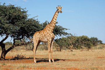 A southern giraffe (Giraffa camelopardalis) in natural habitat, South Africa.