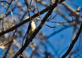 Woodpecker 