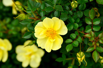 Obraz na płótnie Canvas Alba rose or R. alba semi-plena in the garden