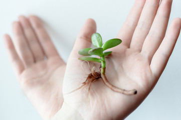 Close-up photo of the green small plant stem laying on the female arm. Concept of ecology, treatment, care, healthcare, environment, nature protection, Earth day.