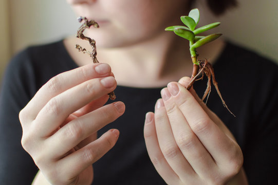 Close-up photo of the female arms holding stems of the green growing plant and brown withered plant. Concept of ecology, treatment, care, healthcare, environment, nature protection, Earth day.