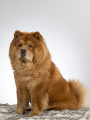 Fototapeta premium Chow Chow dog portrait. Image taken in a studio with white background.