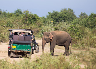 Fototapeta premium Elephant and safari vehicle in Sri Lanka