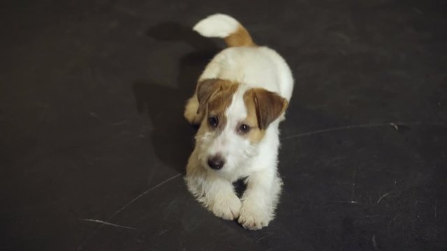 The Mischievous Puppy Jack Russell Terrier Is Rolling At Floor