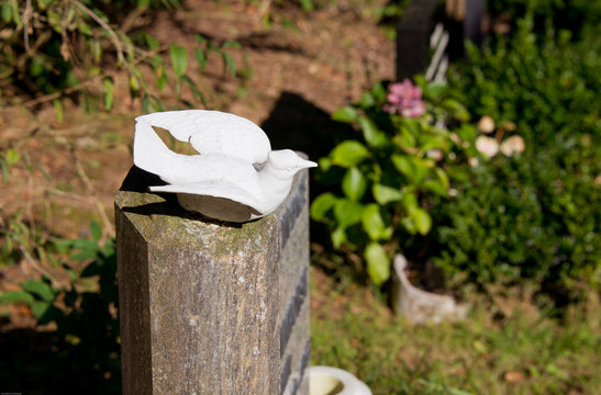 Weiße Taube auf einem Grabstein