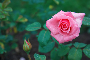 tea-hybrid pink rose