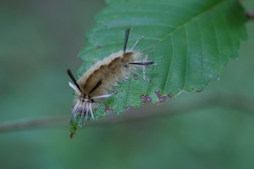 Caterpillar