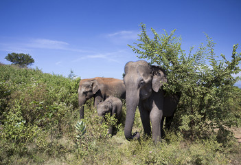 Elephant family walking in Natunal park