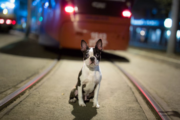 Lost dog at night on the street - Boston Terrier
