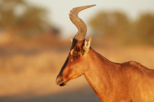 Portrait of a red hartebeest (Alcelaphus buselaphus), Kalahari desert, South Africa.