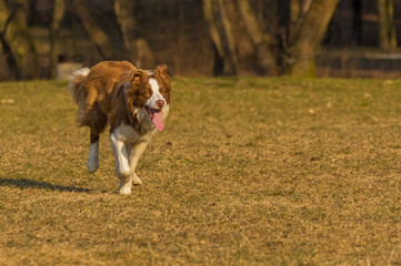 dog runs in the park