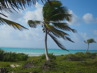 paesaggio tipico messicano dello Yucatan Massico