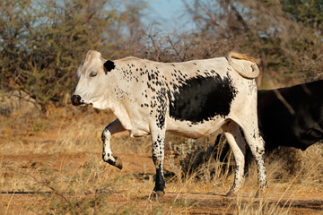 Sanga cow - indigenous cattle breed of northern Namibia, southern Africa.