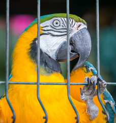 Parrot