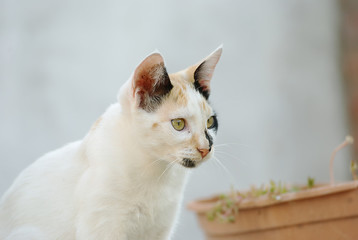 Fototapeta na wymiar Cute colorful cat outside in the garden
