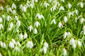 Beautiful spring snowdrop flowers bloom isolated