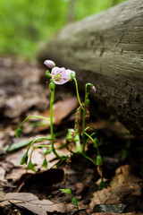 Beautiful spring snowdrop flowers bloom isolated