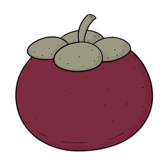 vector of mangosteen