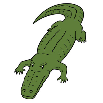 vector of crocodile