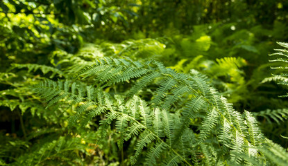 Green ferns in forest
