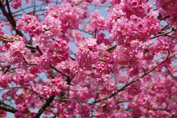 満開の河津桜