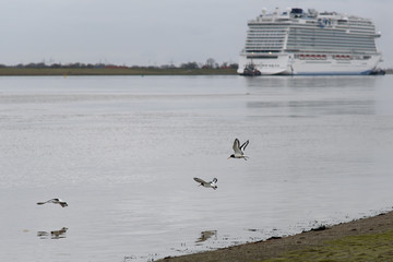 Austernfischer am Emsufer