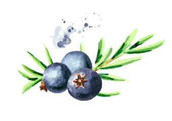 Juniper berry. Watercolor hand drawn illustration, isolated on white background