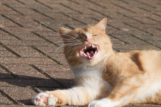 Domestic ginger cat resting on tiles in the sunshine at the end of a yawn but looking as if laughing