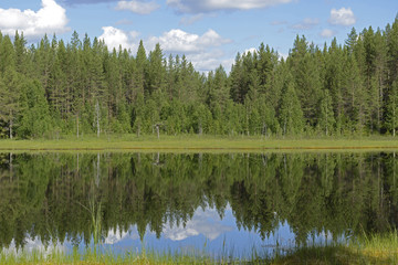 Fototapeta na wymiar Northern Forest Lake in Finnish Lapland. Summer Landscape