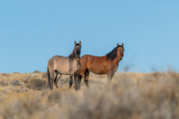 Naklejka na ściany i meble Pair of Wild Horse Stallions in the Utah Desert