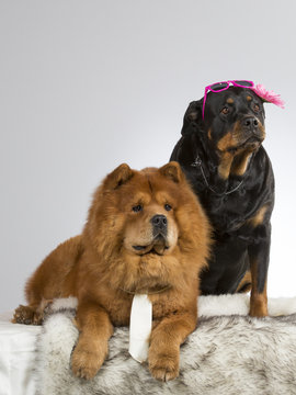 Funny dog picture. Chow Chow and rottweiler with costumes. Tie and sunglasses on dogs. 