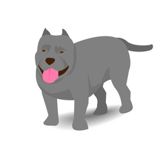 Pitbull with shadow on white background