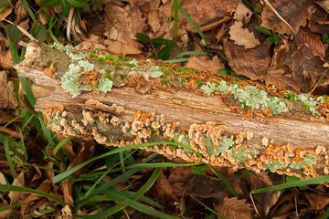 Moss and lichen on the old fallen tree