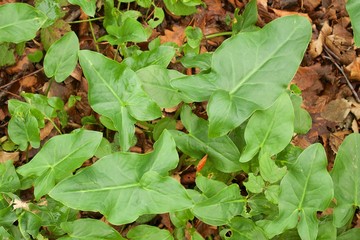 Green leaves of a white head with a background of autumn leaves in the forest