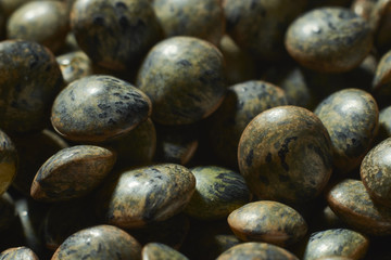 macro shot of green and uncooked puy lentils