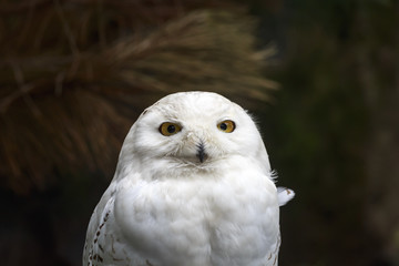 Closeup portrait of a snowy owl (Bubo scandiacus) bird of prey