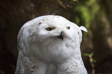 Closeup portrait of a snowy owl (Bubo scandiacus) bird of prey