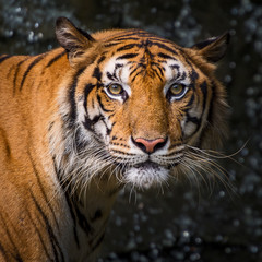 Plakat Close up tiger.