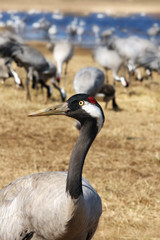 Obraz premium The common crane (Grus grus), also known as the Eurasian crane on the evening light. Crane standing on the horizon.