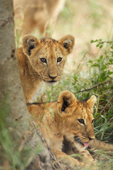 The Southern African lion (Panthera leo melanochaita). Portrait of the lions cub.