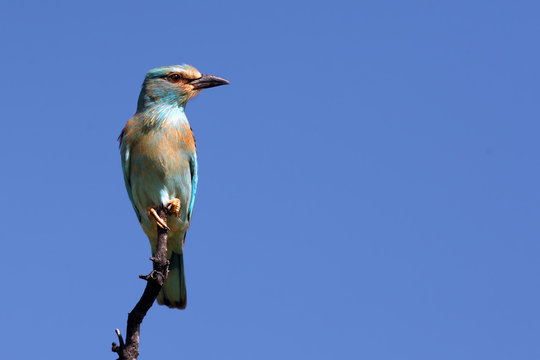 The European roller (Coracias garrulus) sitting on the branch in africa. Roller with blue background.