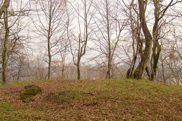 Autumn landscape. Forest trees on the slope of mountain.