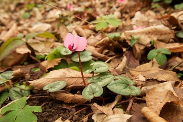 Small flower between autumn leaves in the forest. Spring coming soon.