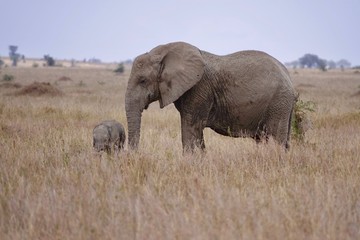 african elephant, family with baby, tanzania, Africa
