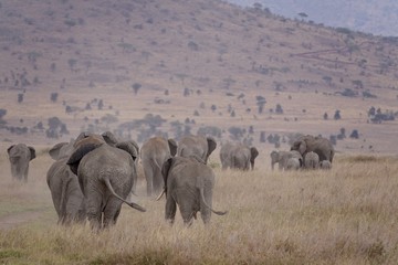 Obraz premium african elephant, family with baby, tanzania, Africa