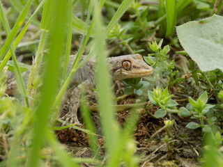 Lizard_3