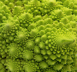 Close up of a roman cauliflower