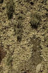 Green moss and lichen on the tree. Abstract wood texture for design.
