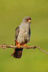 The red-footed falcon (Falco vespertinus), formerly western red-footed falcon. Male sitting on the branch with green background.