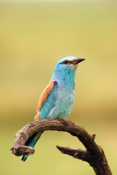 The European roller (Coracias garrulus) sitting on the branch with green background.